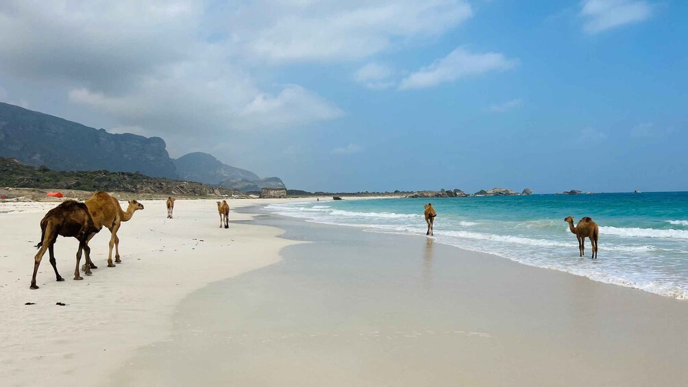 Picture 10 for Activity Salalah: Tour to Fazayah Beach & Swimming