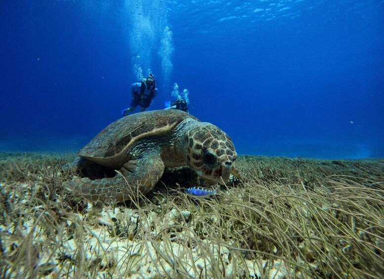 Picture 10 for Activity From Cozumel: Double Tank Scuba Diving for Certified Divers