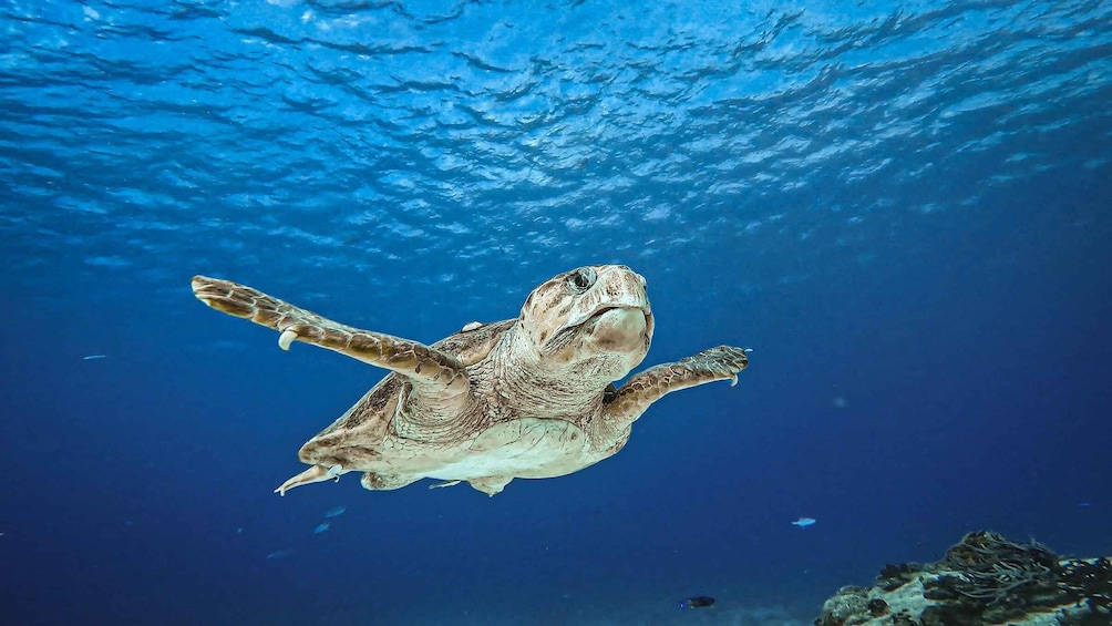 Picture 3 for Activity From Cozumel: Double Tank Scuba Diving for Certified Divers