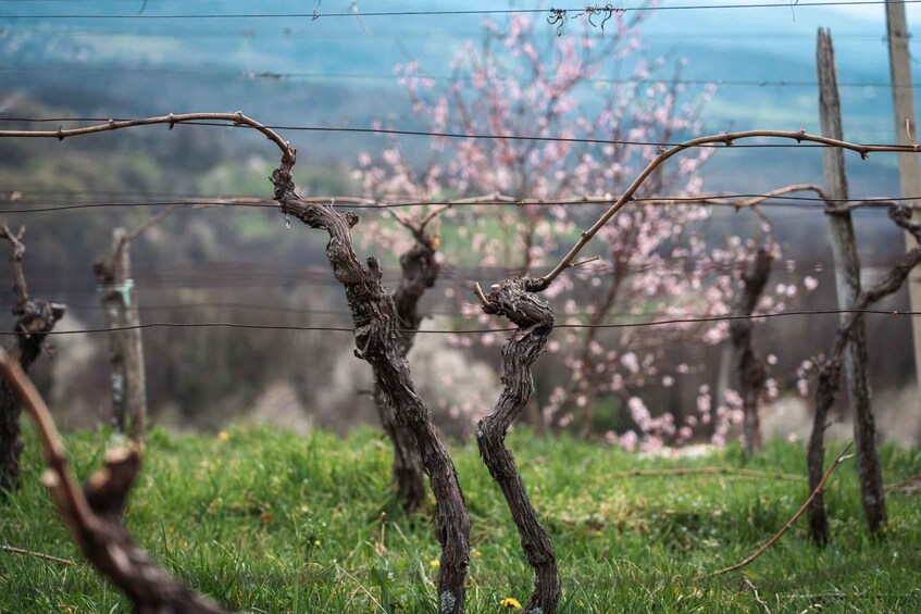 Picture 7 for Activity From Ljubljana: Vipava Valley Wine Express Tour