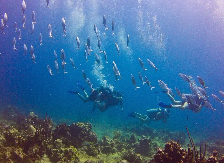 Dominican Republic: Catalina Island VIP Scuba Diving