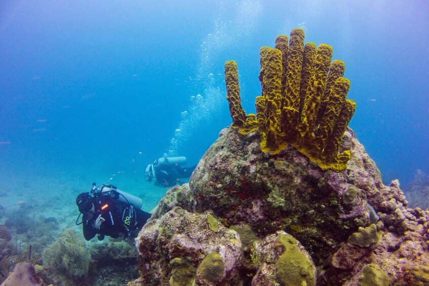 Picture 12 for Activity Dominican Republic: Catalina Island VIP Scuba Diving