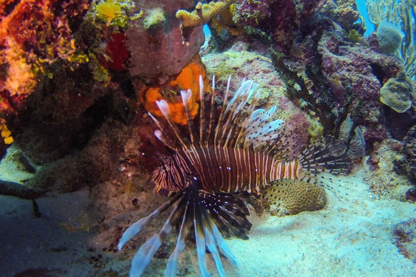 Picture 18 for Activity Dominican Republic: Catalina Island VIP Scuba Diving