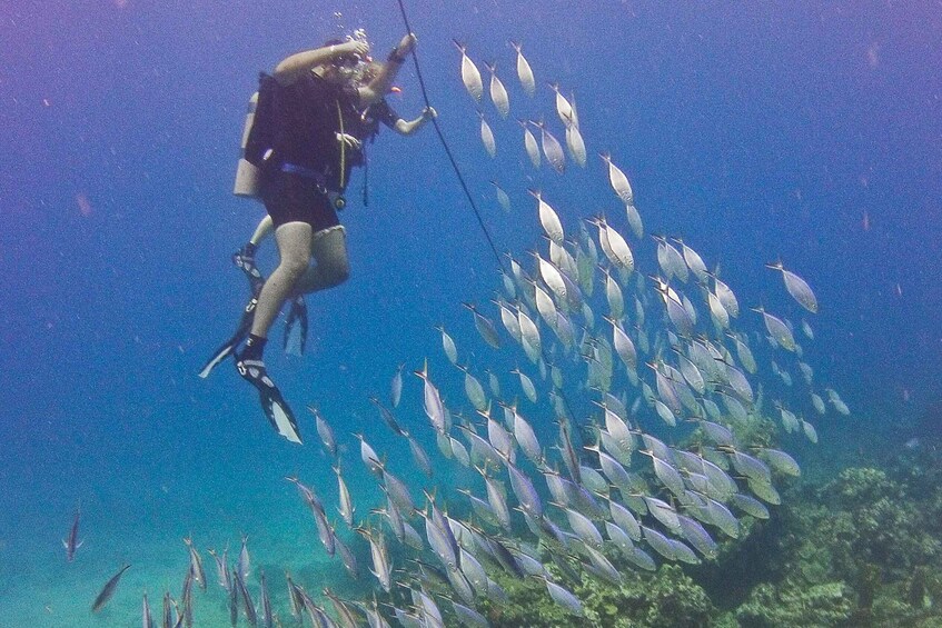 Picture 15 for Activity Dominican Republic: Catalina Island VIP Scuba Diving