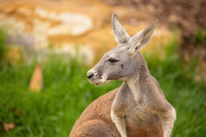 Inngangsbillett til Sydney Zoo