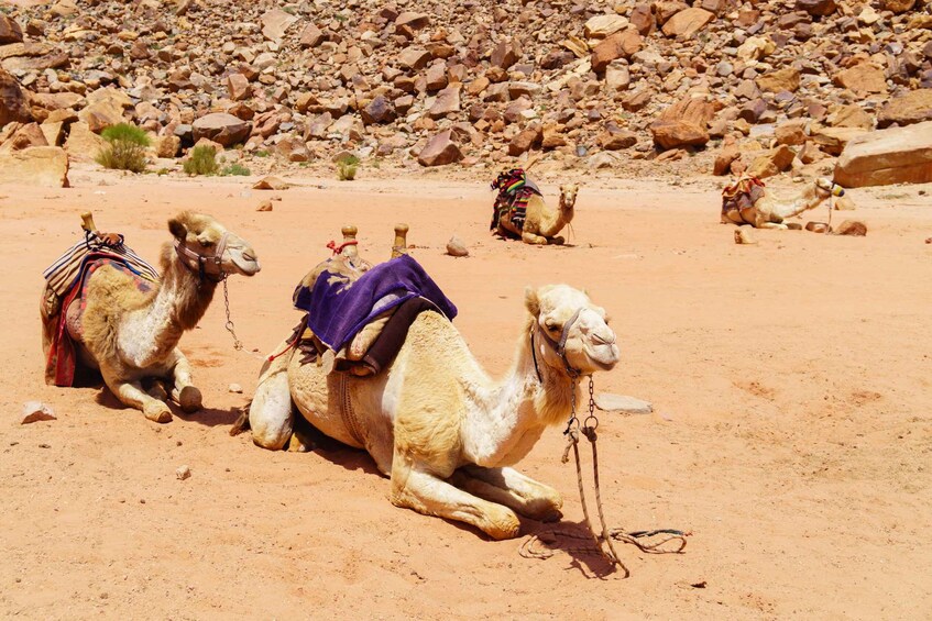 Picture 20 for Activity Sharm El Sheikh: ATV, Bedouin Tent with BBQ Dinner and Show