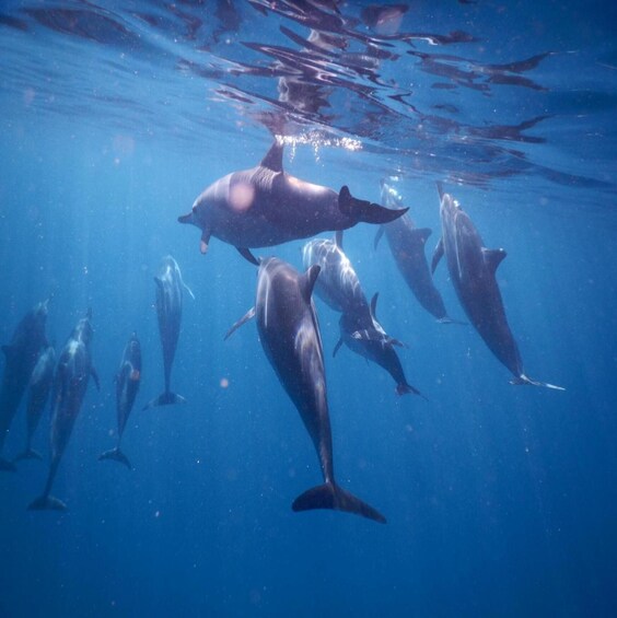 Picture 5 for Activity Sunrising:Dolphin watching&swimming Private Boat/Snorkelling