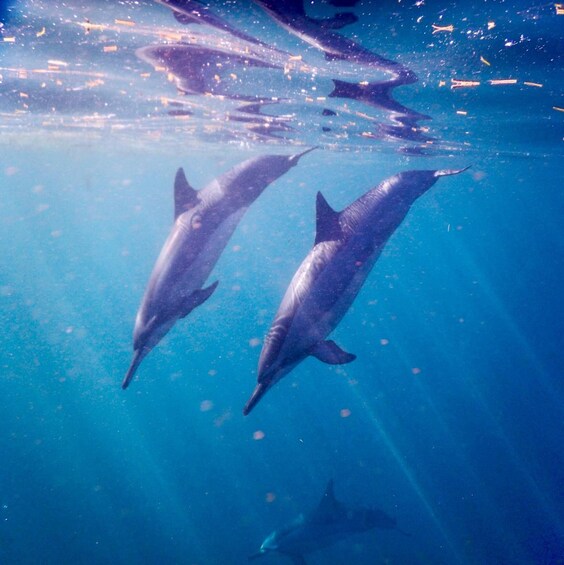 Picture 6 for Activity Sunrising:Dolphin watching&swimming Private Boat/Snorkelling