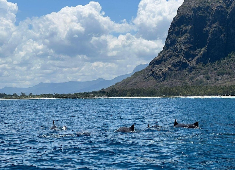 Picture 2 for Activity Sunrising:Dolphin watching&swimming Private Boat/Snorkelling