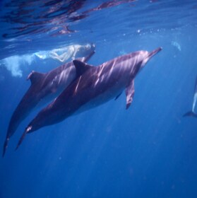 Le Morne: tour privado en barco para observar delfines