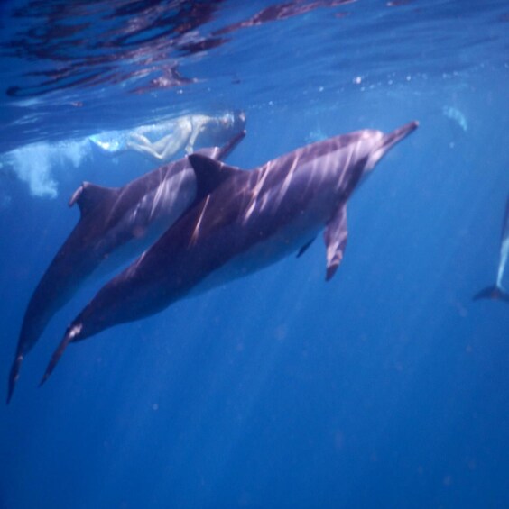 Sunrising:Dolphin watching&swimming Private Boat/Snorkelling