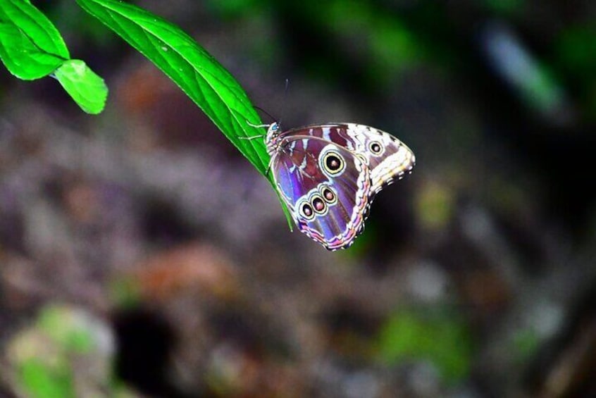 Night Walk in Monteverde with Dinner Included