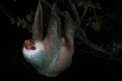 Night Walk in Monteverde with Dinner Included