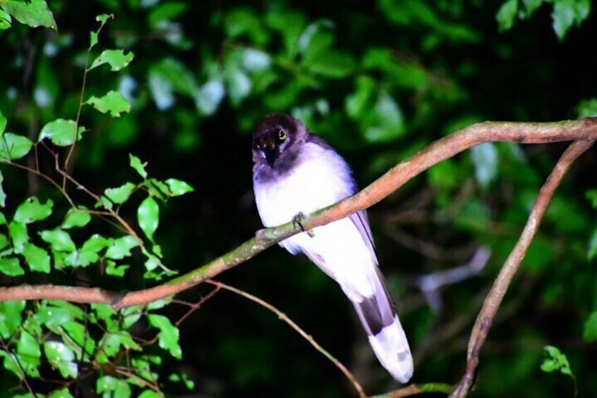 Night Walk in Monteverde with Dinner Included