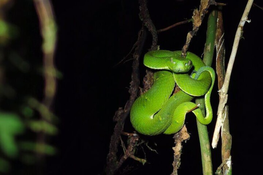 Night Walk in Monteverde with Dinner Included