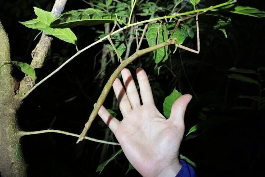 Night Walk in Monteverde with Dinner Included