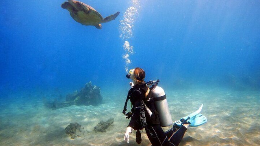 Dive aloha! Scuba diving in Maui is fun when you dive with turtles and sharks in Maui! Scuba gear rental and diving for beginners, certified divers, refresher dives, intros, & more!