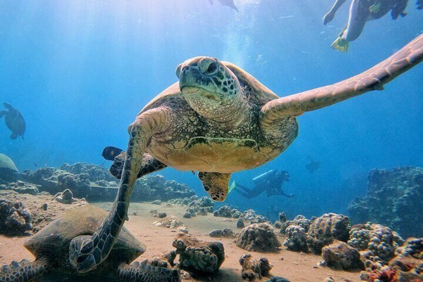 Dive aloha! Scuba diving in Maui is fun when you dive with turtles and sharks in Maui! Scuba gear rental and diving for beginners, certified divers, refresher dives, intros, & more!