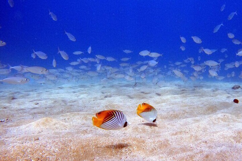 Dive aloha! Scuba diving in Maui is fun when you dive with turtles and sharks in Maui! Scuba gear rental and diving for beginners, certified divers, refresher dives, intros, & more!