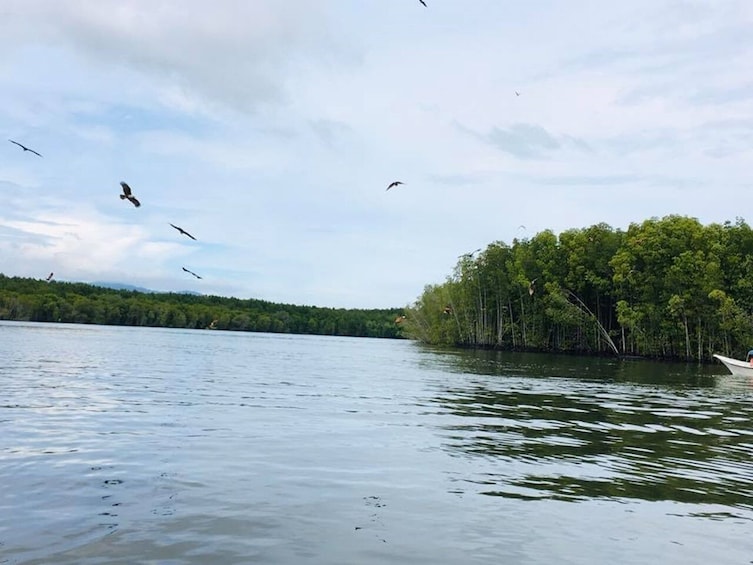 Tanjung Rhu Mangrove Speedboat Tour in Langkawi