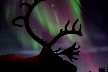 Northern Lights tour with Reindeer