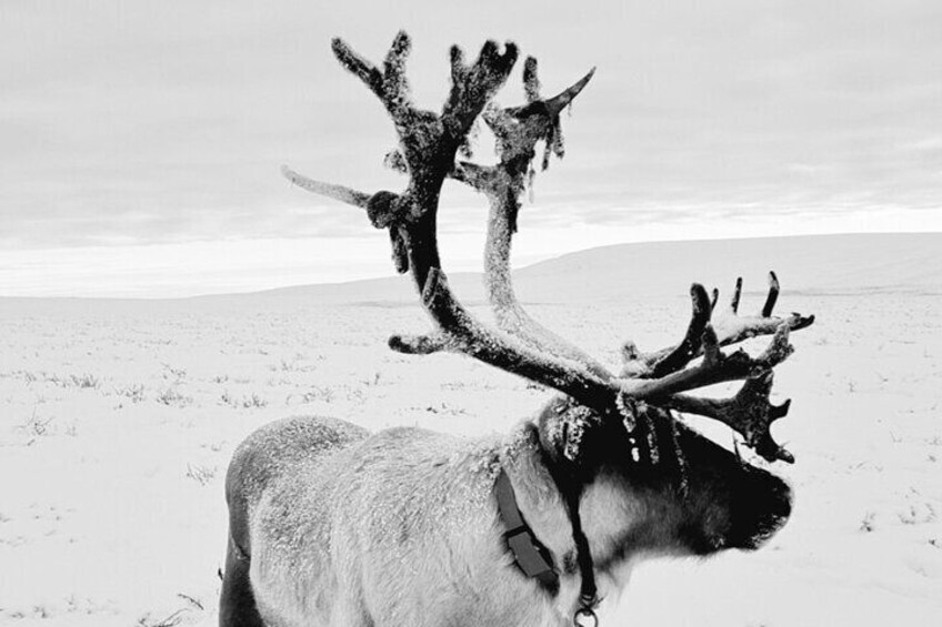 Northern Lights tour with Reindeer 