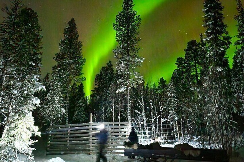 Northern Lights with Reindeer Sleigh Ride in Jukkasjärvi