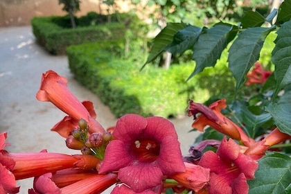 Private Tour to The Alhambra and Generalife From Malaga