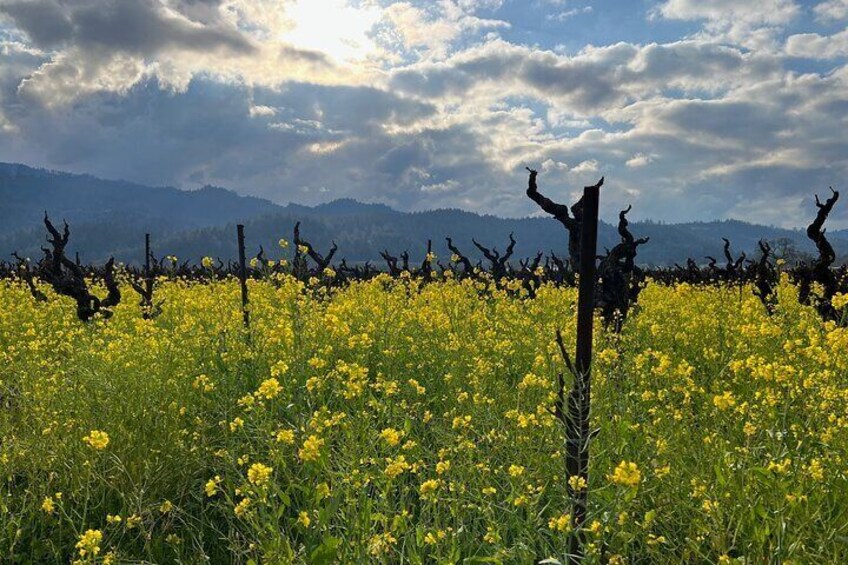 Bicycle Guided Tour in Napa and Sonoma