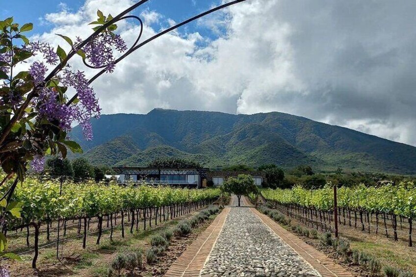 Private Tour to Finca Estramancia Vineyard and the Chapala Riviera