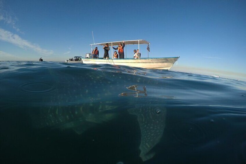 Whale sharks and sea lions snorkeling plus Balandra beach lunch