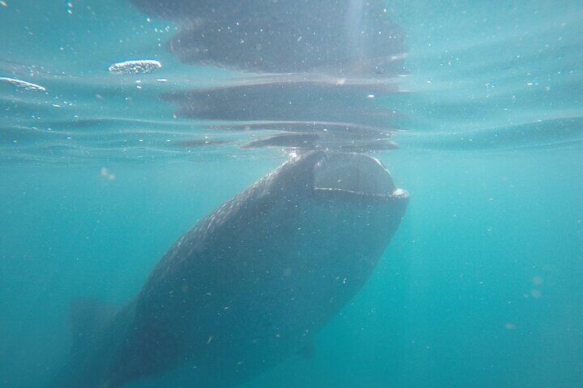 Whale sharks and sea lions snorkeling plus Balandra beach lunch