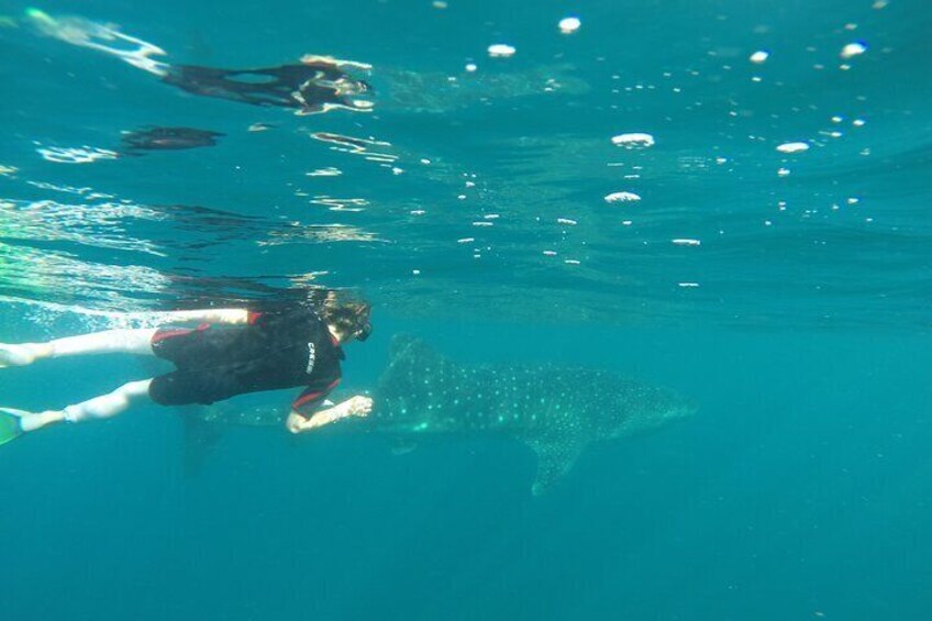 Whale sharks and sea lions snorkeling plus Balandra beach lunch