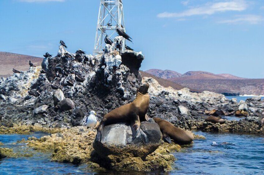 Whale sharks and sea lions snorkeling plus Balandra beach lunch