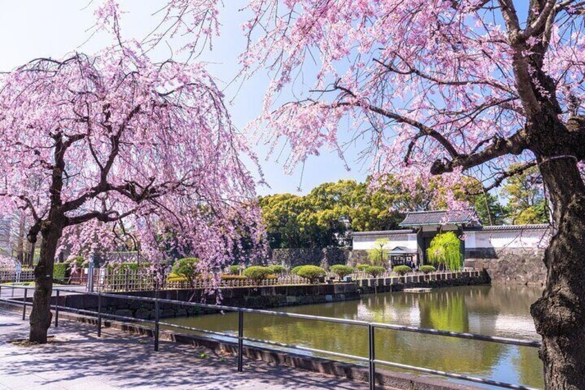 Private Walking Tour at Chiyoda Imperial Palace