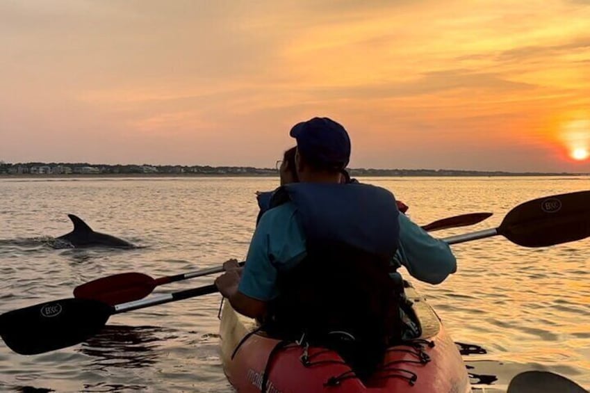 Dolphin Tours Virginia Beach