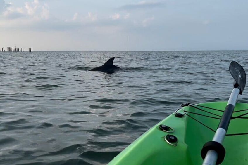Dolphin Tours Virginia Beach