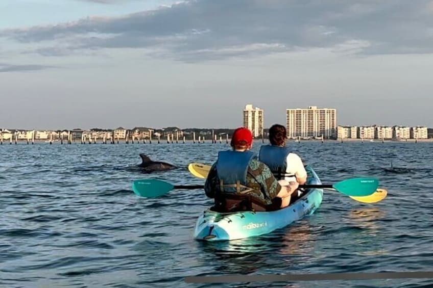 Dolphin Watching Virginia Beach