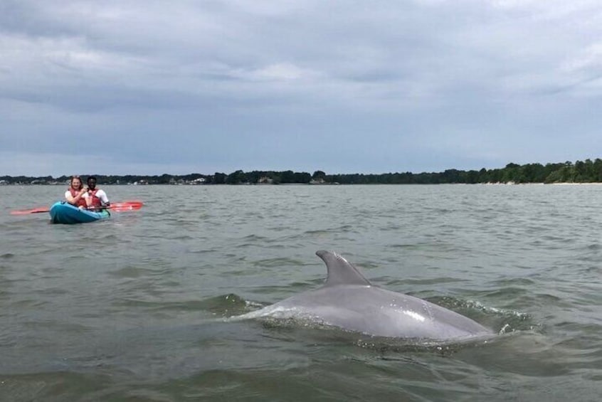 Dolphin Tours Virginia Beach