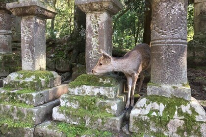 Half-Day Private Guided Tour to Nara City