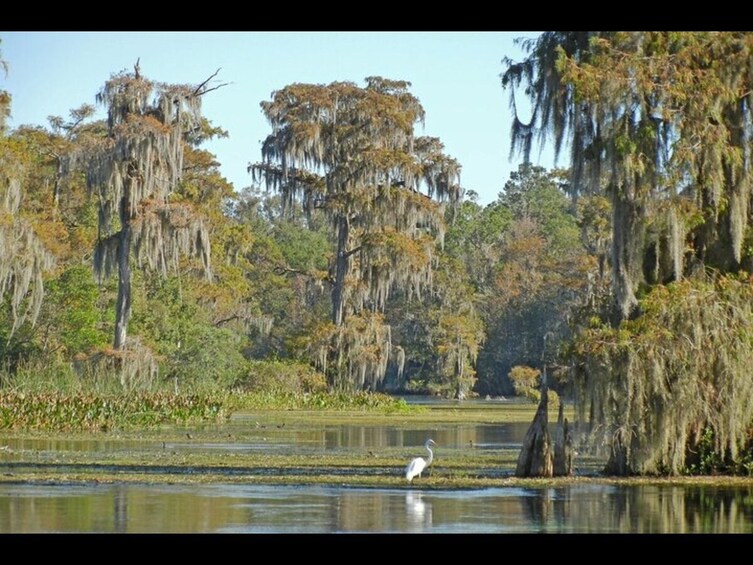 Everglades National Park and Airboat Tour from Surfside