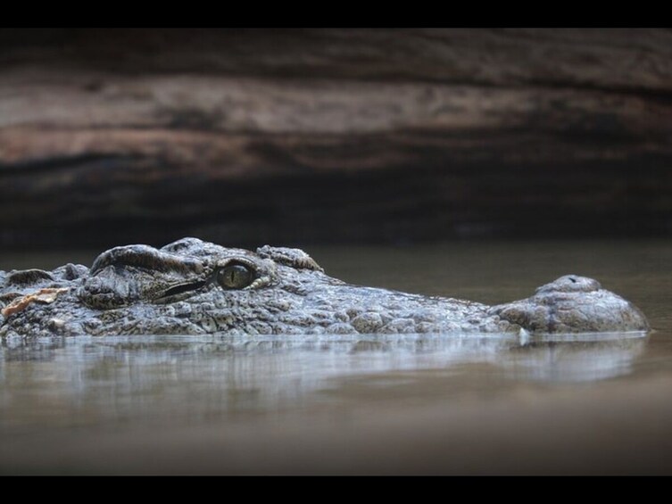 Everglades National Park and Airboat Tour from Surfside