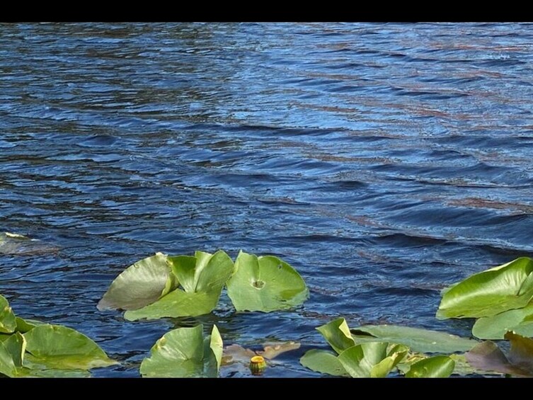 Everglades National Park and Airboat Tour from Surfside