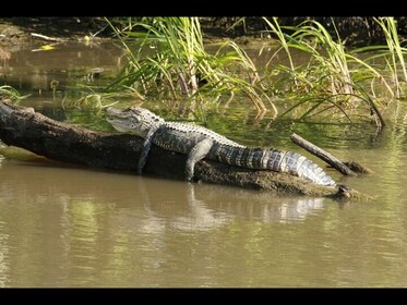 Evergladesin kansallispuisto ja Airboat Tour Surfsidesta käsin