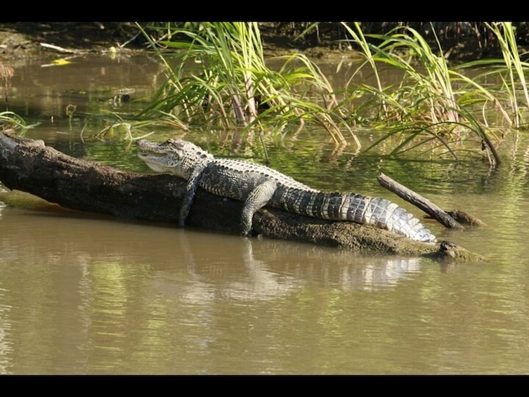 Everglades National Park and Airboat Tour from Surfside