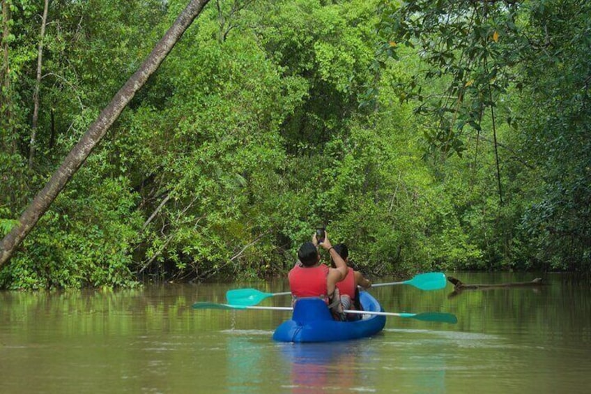 Mangrove Damas Island Kayak Tours
