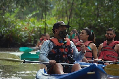 Mangrove Damas Island Kayak Tours