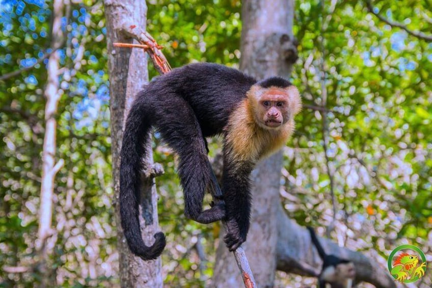 Mangrove Damas Island Kayak Tours