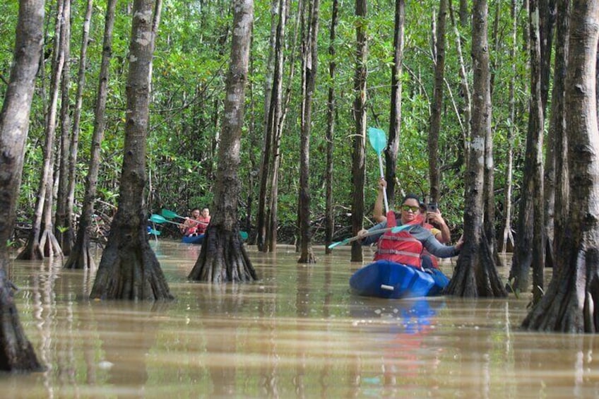 Mangrove Damas Island Kayak Tours