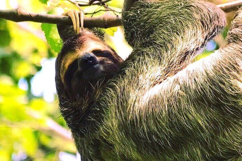 Mangrove Damas Island Kayak Tours